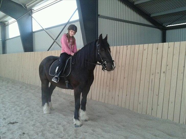 Tinker cheval billede 10