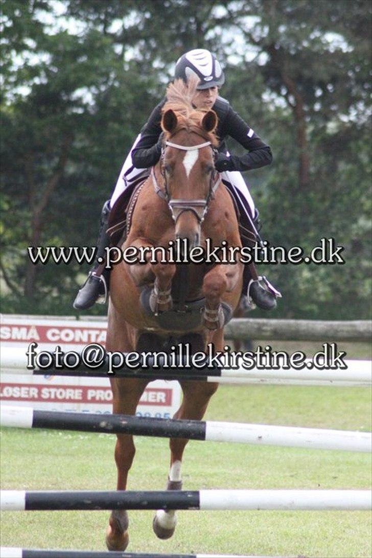 Mecklenburger Paula aka. popo/Guldklump - danmarkscup 7 plads la** søndag  billede 23