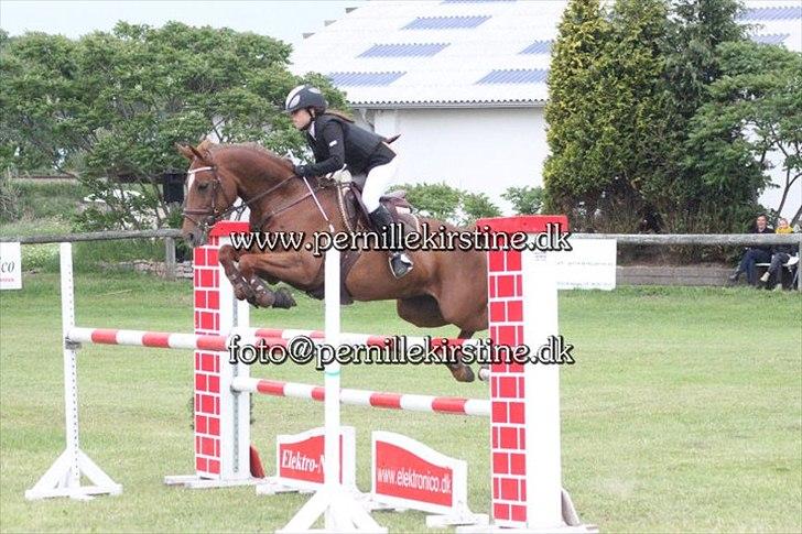Mecklenburger Paula aka. popo/Guldklump - Danmarks cup  7 plads søndag billede 18