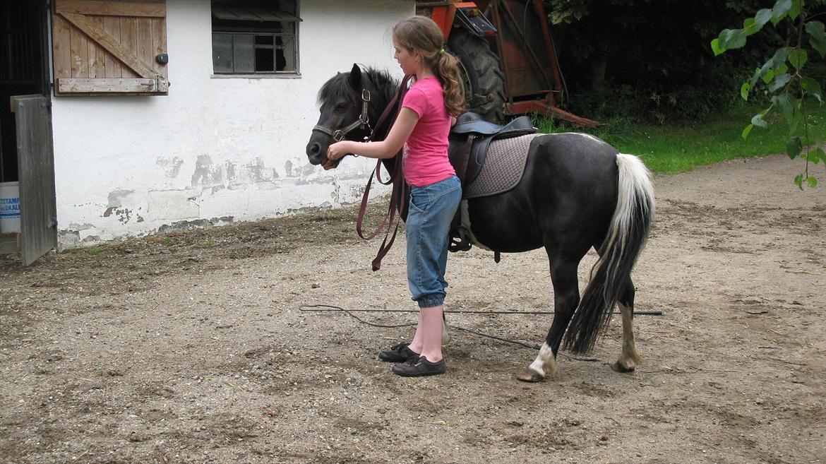 Shetlænder Mamma Mia (lille brors hest) billede 14