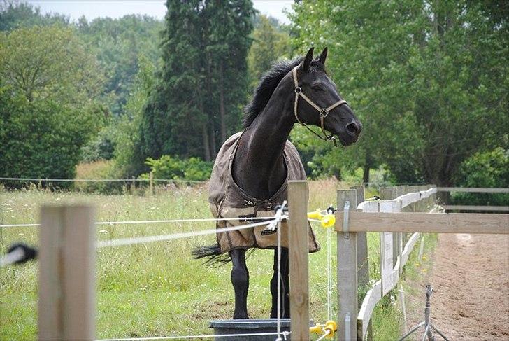 Hannoveraner Wivana R - En glad hyp på fold d. 3/7 2011.. :-) Fotograf: Line Sørine. billede 1