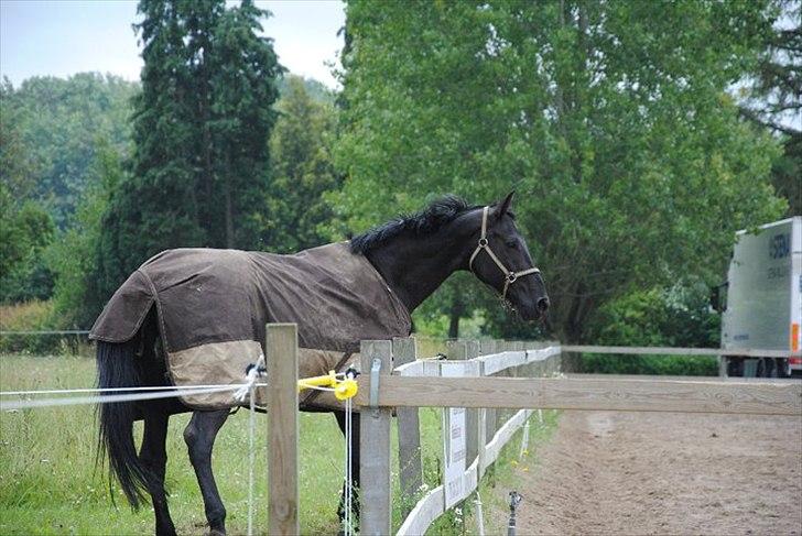 Hannoveraner Wivana R - Igen.. ;-) D. 3/7 2011, fotograf: Line Sørine. billede 2