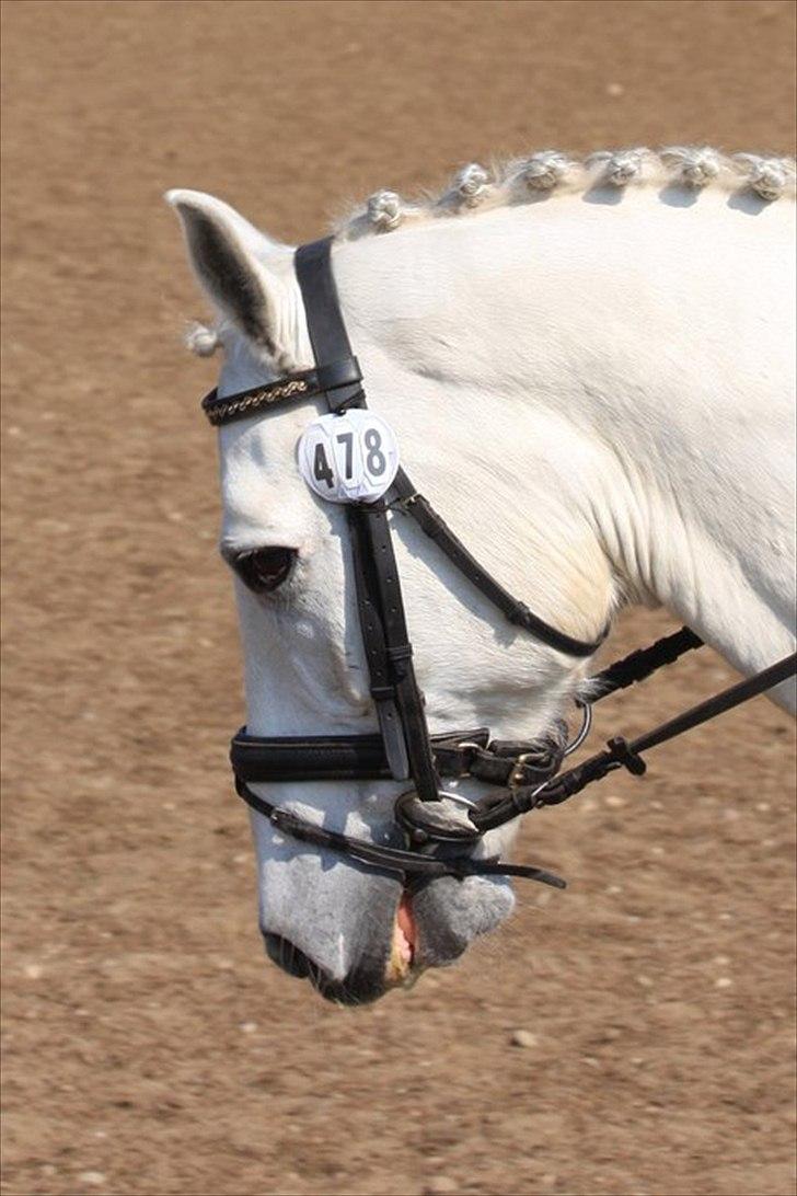 Connemara Nørlunds Cappuccino billede 1