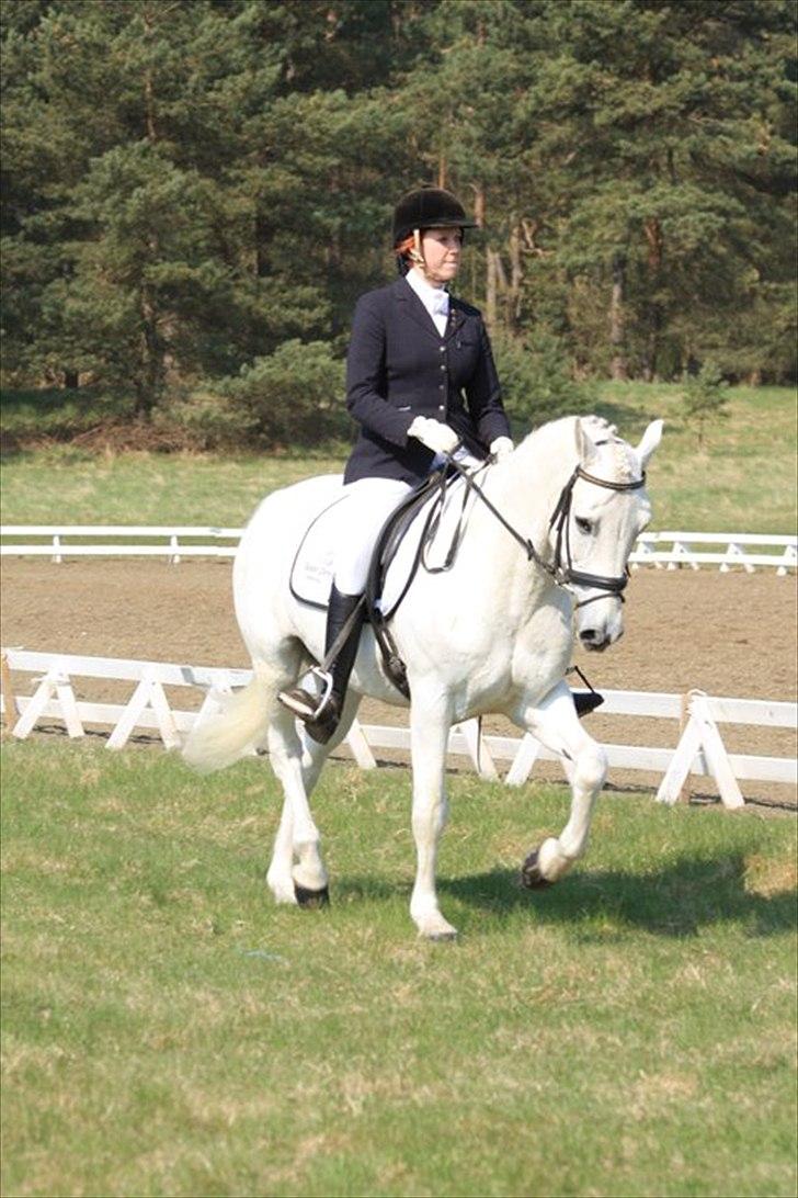 Connemara Nørlunds Cappuccino billede 8