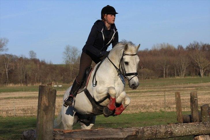 Connemara Nørlunds Cappuccino billede 12