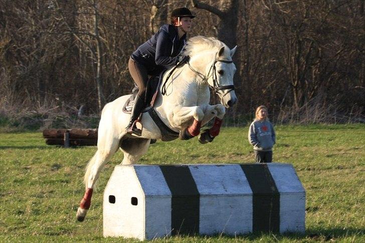 Connemara Nørlunds Cappuccino billede 15