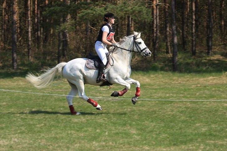 Connemara Nørlunds Cappuccino billede 16