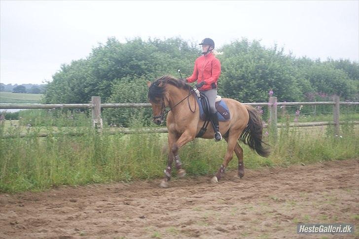 Anden særlig race Lucky Light - nyt d. 4/7-11 rigtig god galop :)  billede 18