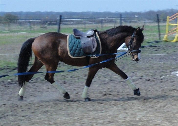 Anden særlig race Hanky *Solgt* billede 1