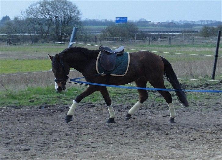 Anden særlig race Hanky *Solgt* billede 2