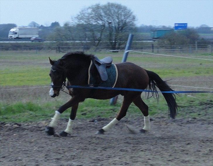 Anden særlig race Hanky *Solgt* billede 3