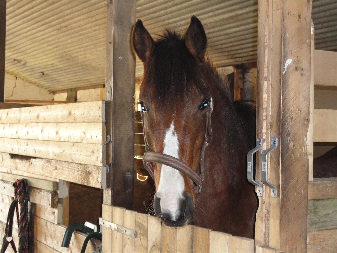 Anden særlig race Hanky *Solgt* billede 4