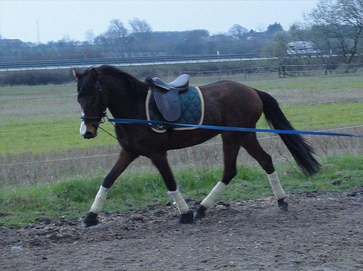 Anden særlig race Hanky *Solgt* billede 5
