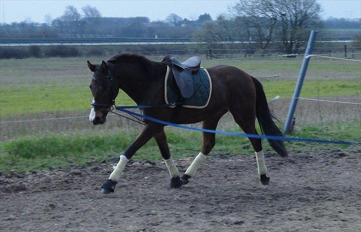 Anden særlig race Hanky *Solgt* billede 6