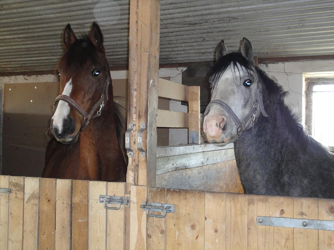 Anden særlig race Hanky *Solgt* billede 7