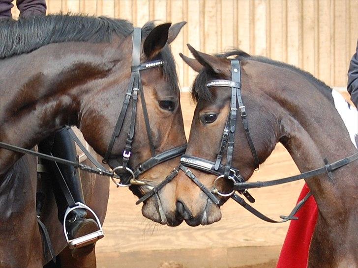 Anden særlig race Penny billede 15