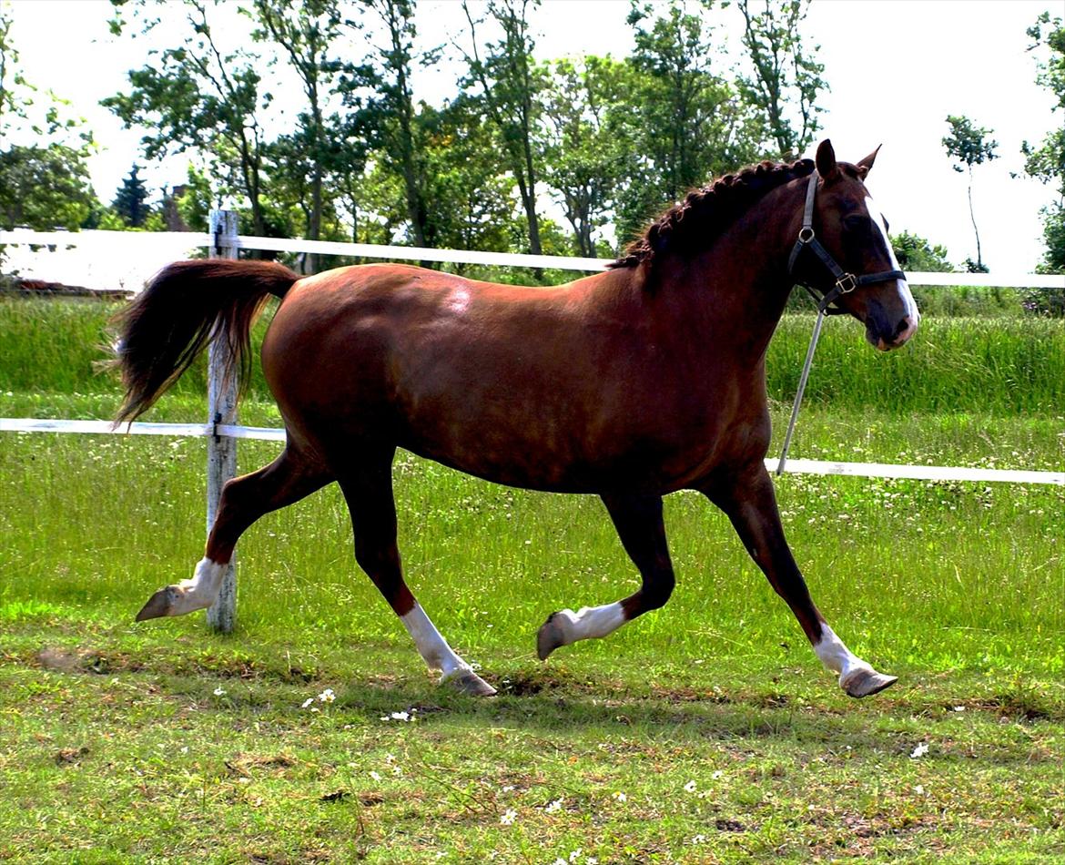 DSP Holstegårds Dixie Bell  - Dixie efter et års voksepause.  billede 5