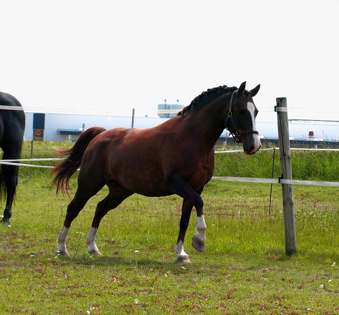 DSP Holstegårds Dixie Bell  - Dixie efter et års voksepause.  billede 8