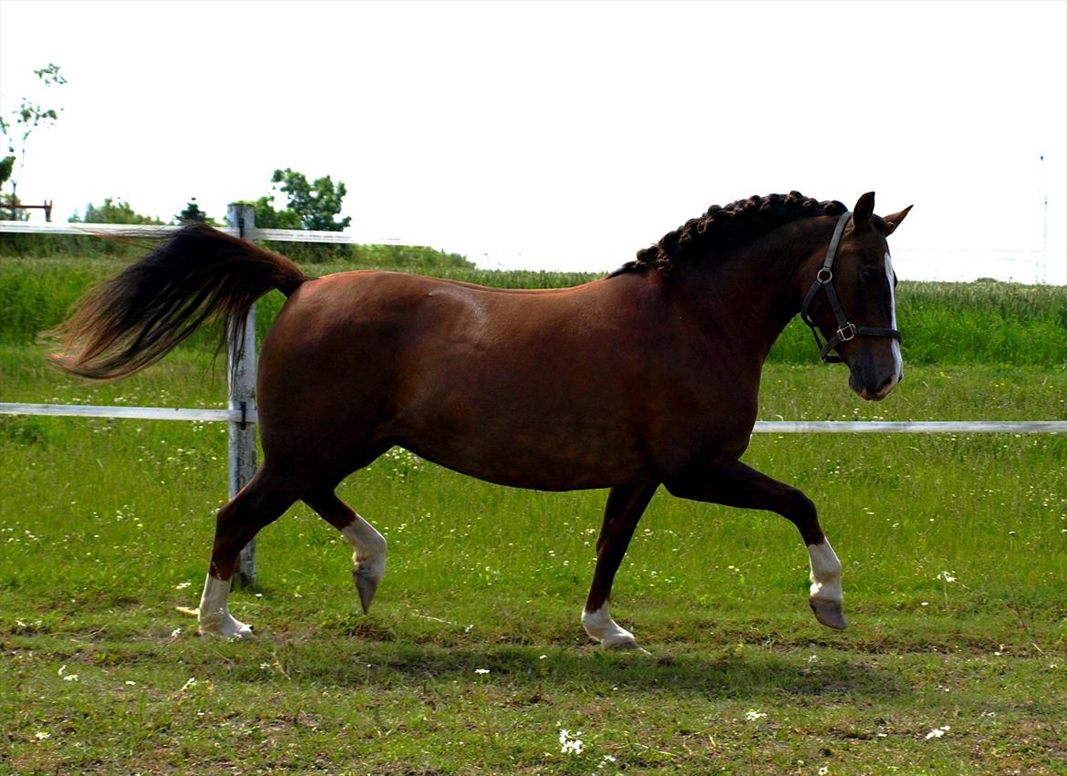 DSP Holstegårds Dixie Bell  - Dixie efter et års voksepause.  billede 11