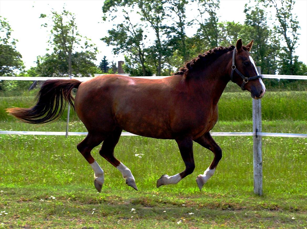 DSP Holstegårds Dixie Bell  - Dixie efter et års voksepause.  billede 15