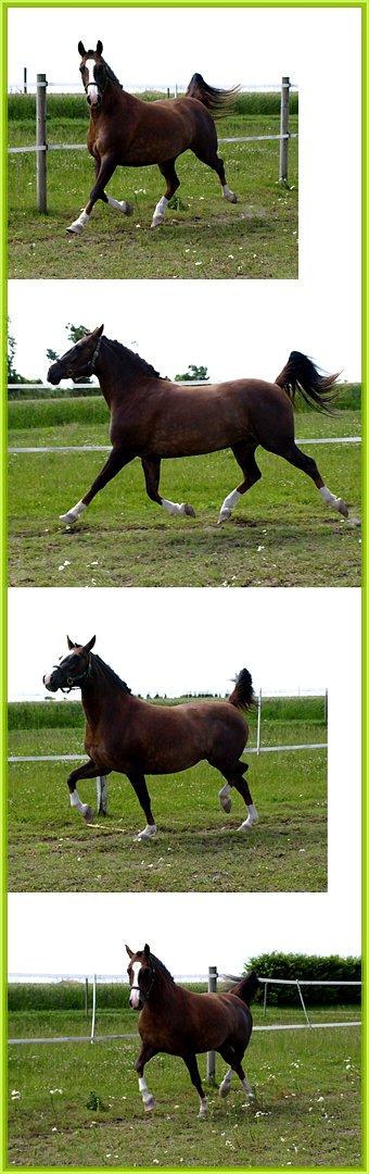 DSP Holstegårds Dixie Bell  - Dixie efter et års voksepause.  billede 3