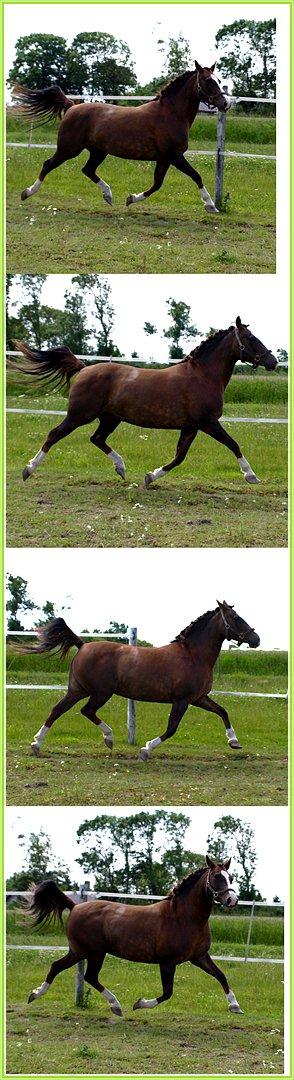 DSP Holstegårds Dixie Bell  - Dixie efter et års voksepause.  billede 1