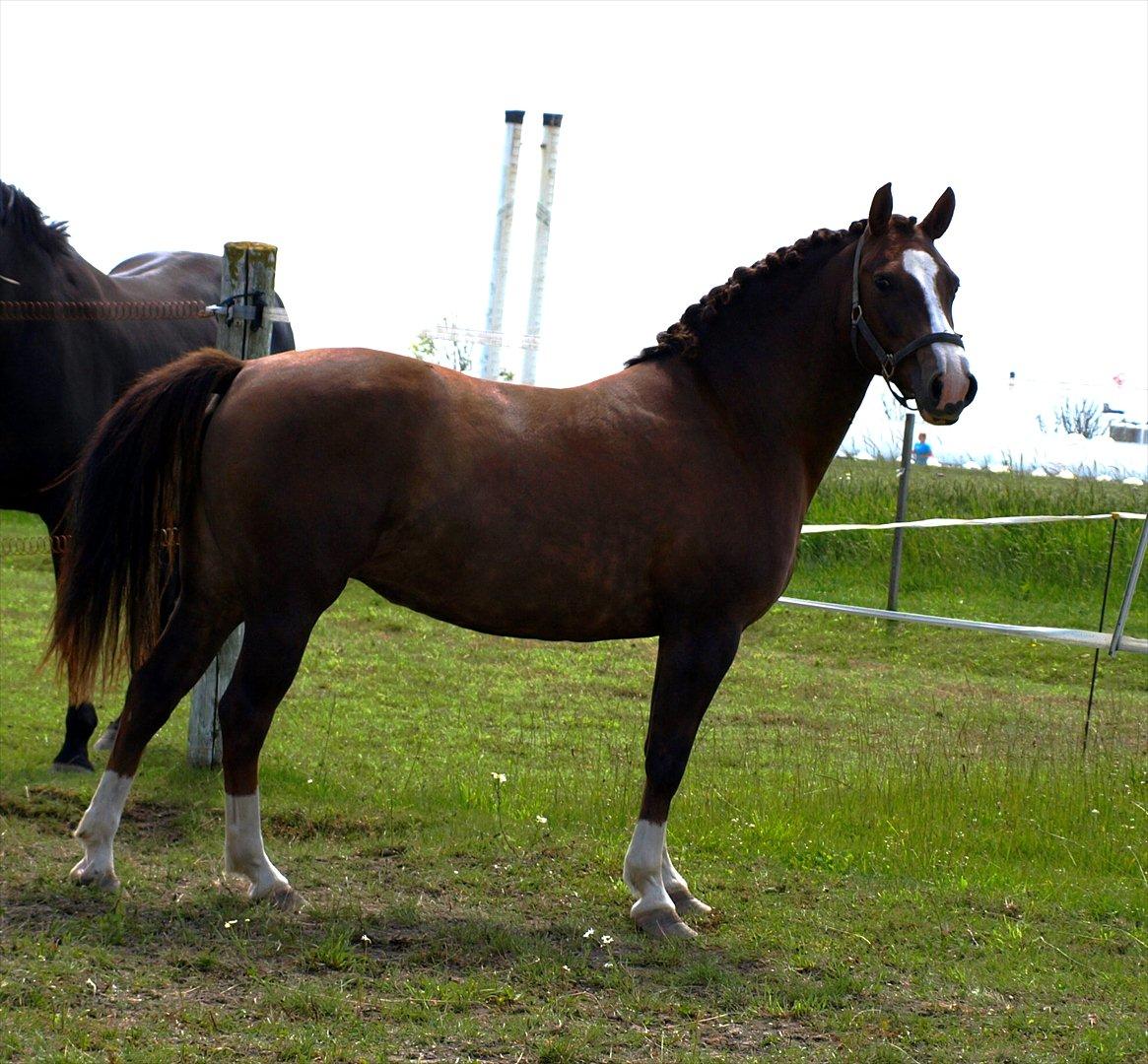 DSP Holstegårds Dixie Bell  - Dixie efter et års voksepause.  billede 16