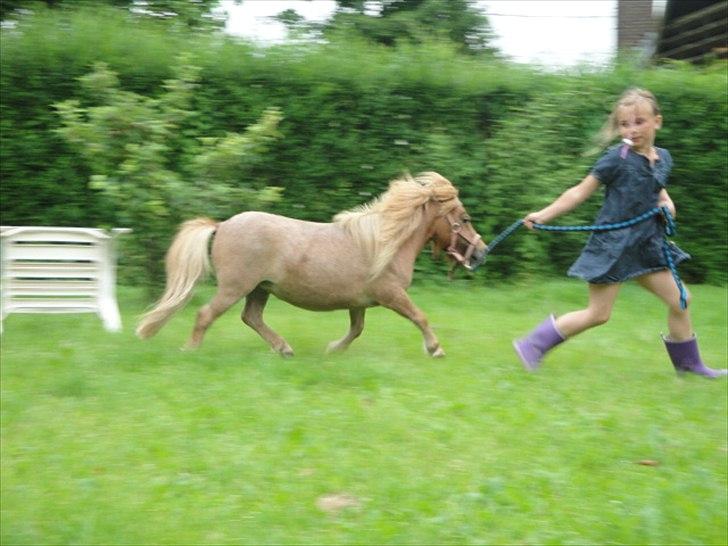 Miniature Mimmie (låne pony) - Så skal der løbes med lange ben :) billede 18