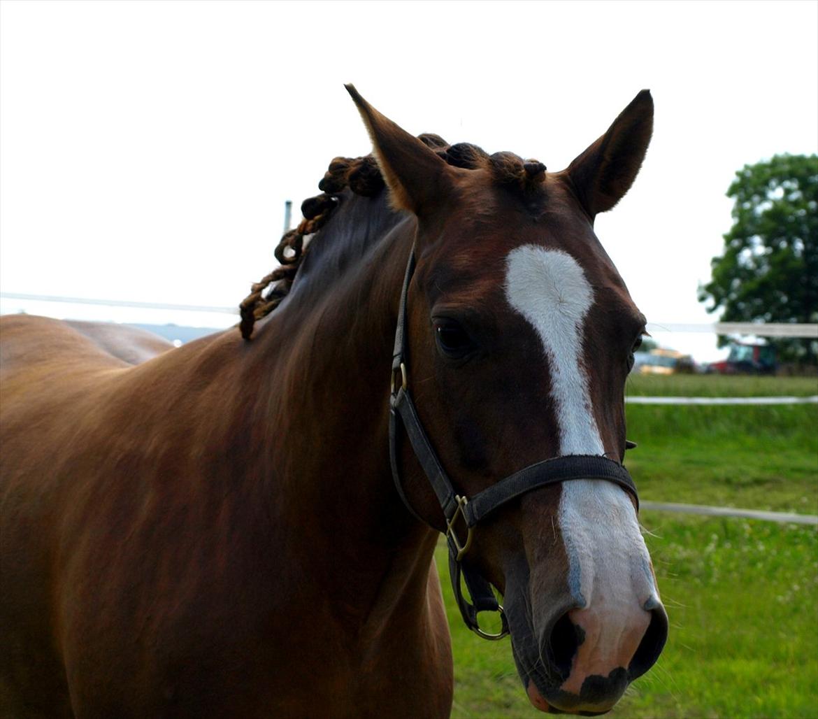 DSP Holstegårds Dixie Bell  - Flot pony, som har ødelagt sine rosenknopper .. :)  billede 10