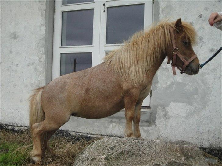 Miniature Mimmie (låne pony) - Denne her lille ts, jaa..hun kan sgu også lidt triks ;) :) billede 19