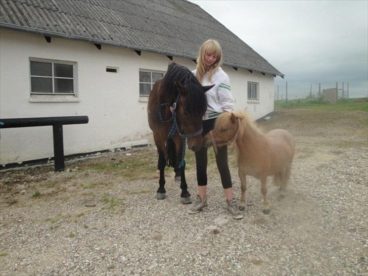 Miniature Mimmie (låne pony) - Monty, på 140. og Mimmie, på 70 xD :) billede 20