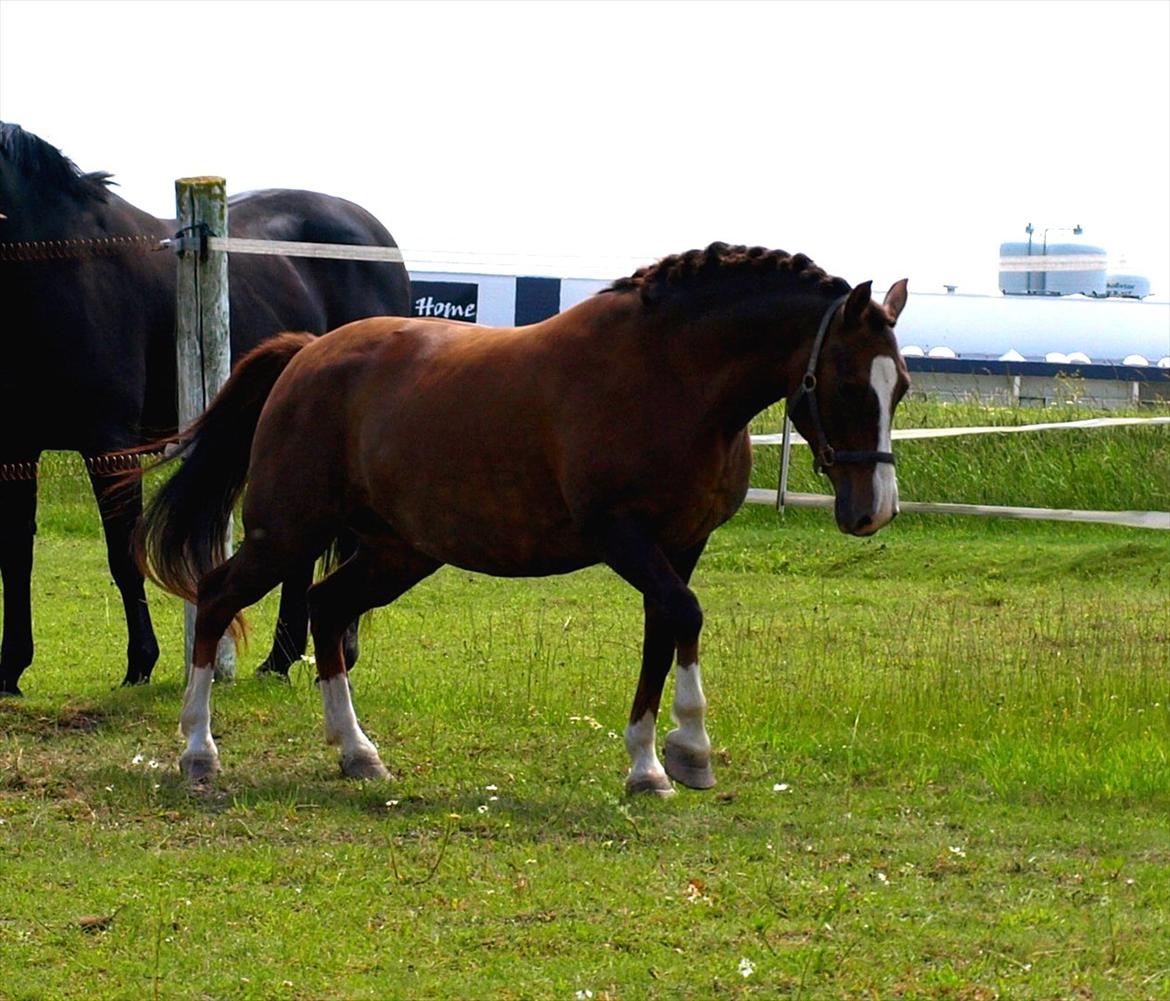 DSP Holstegårds Dixie Bell  - Dixie efter et års voksepause.  billede 17