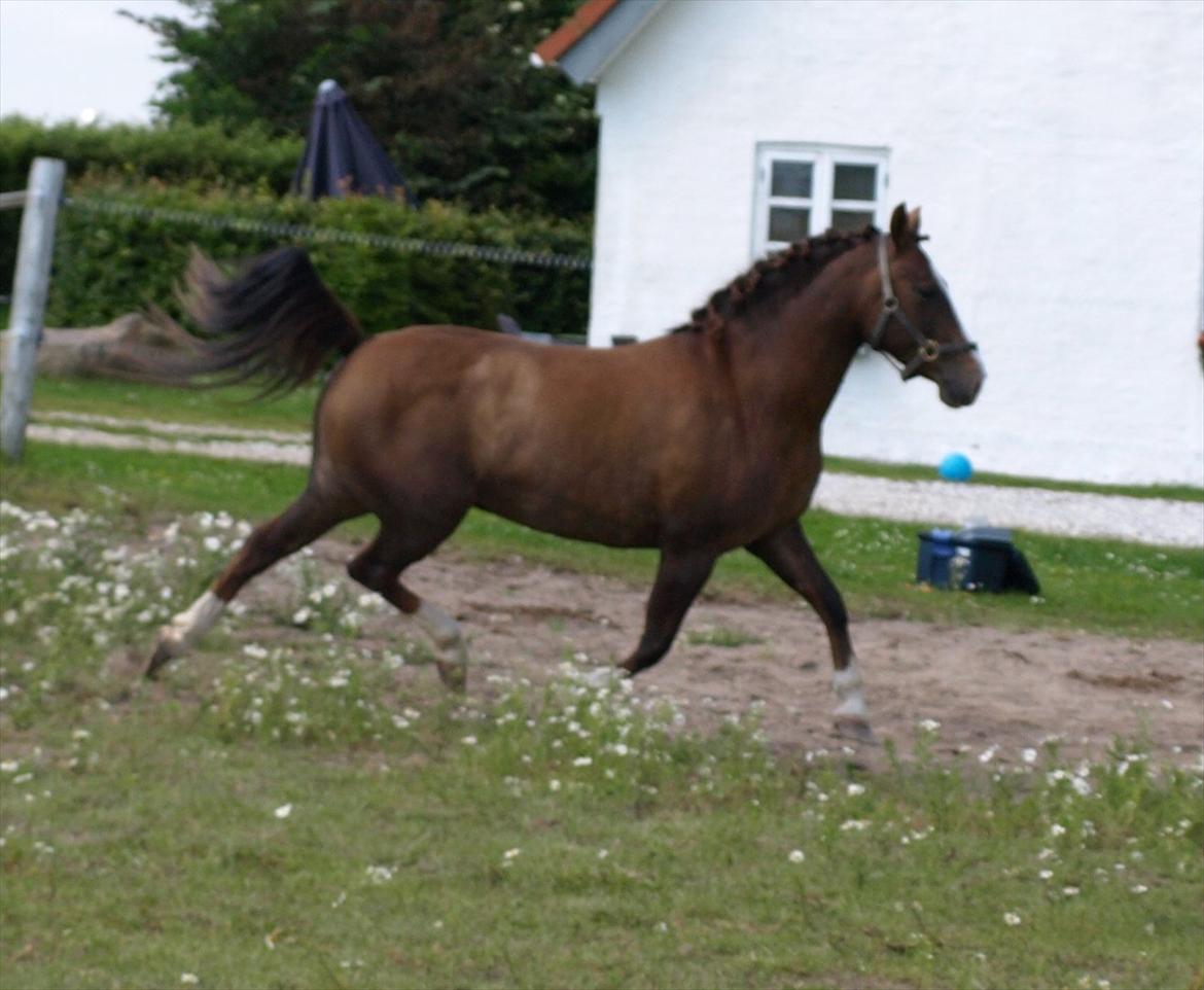 DSP Holstegårds Dixie Bell  - Dixie efter et års voksepause.  billede 18