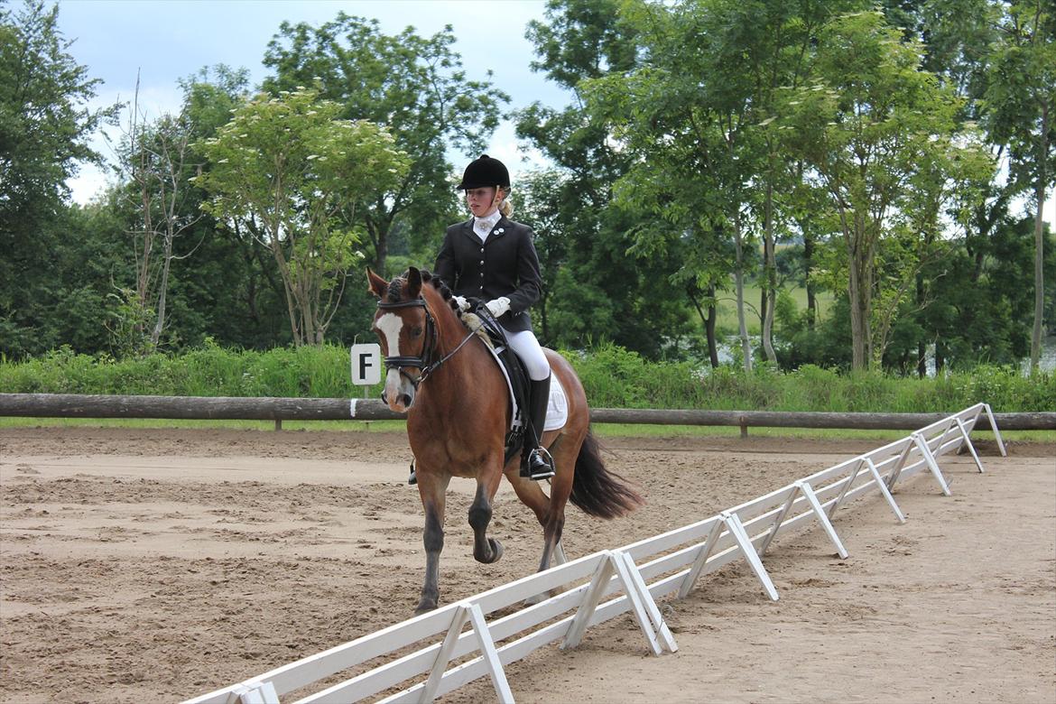 Welsh Cob (sec D) Fjordglimt Mr. Kennedy  - Taget af: Sarah Christoffersen billede 16
