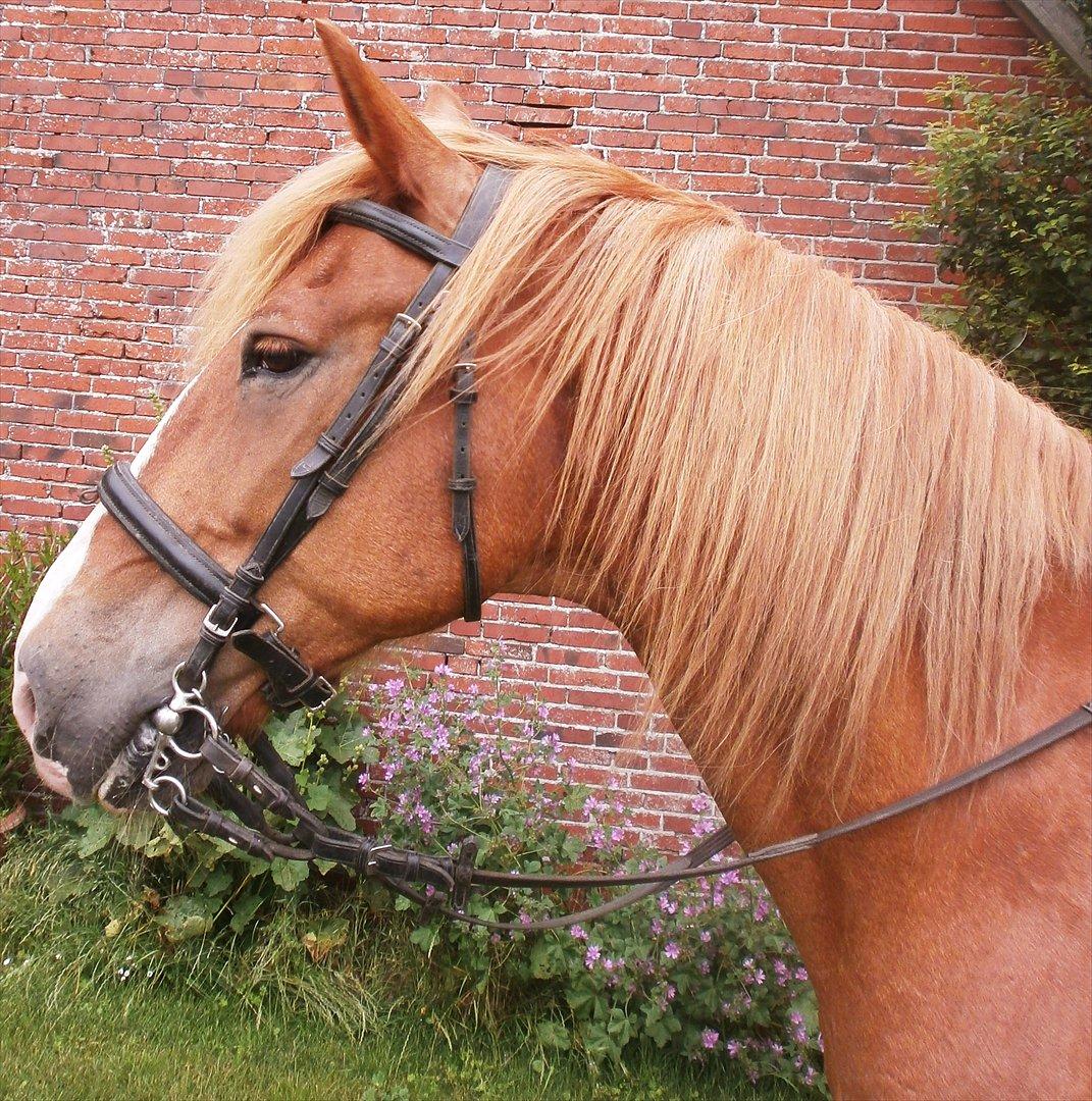 Frederiksborg Niki billede 20