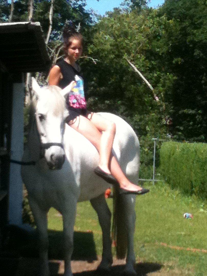 Anden særlig race Max - Solgt. - Lige inden han blev hentet af hans nye ejer.. billede 13