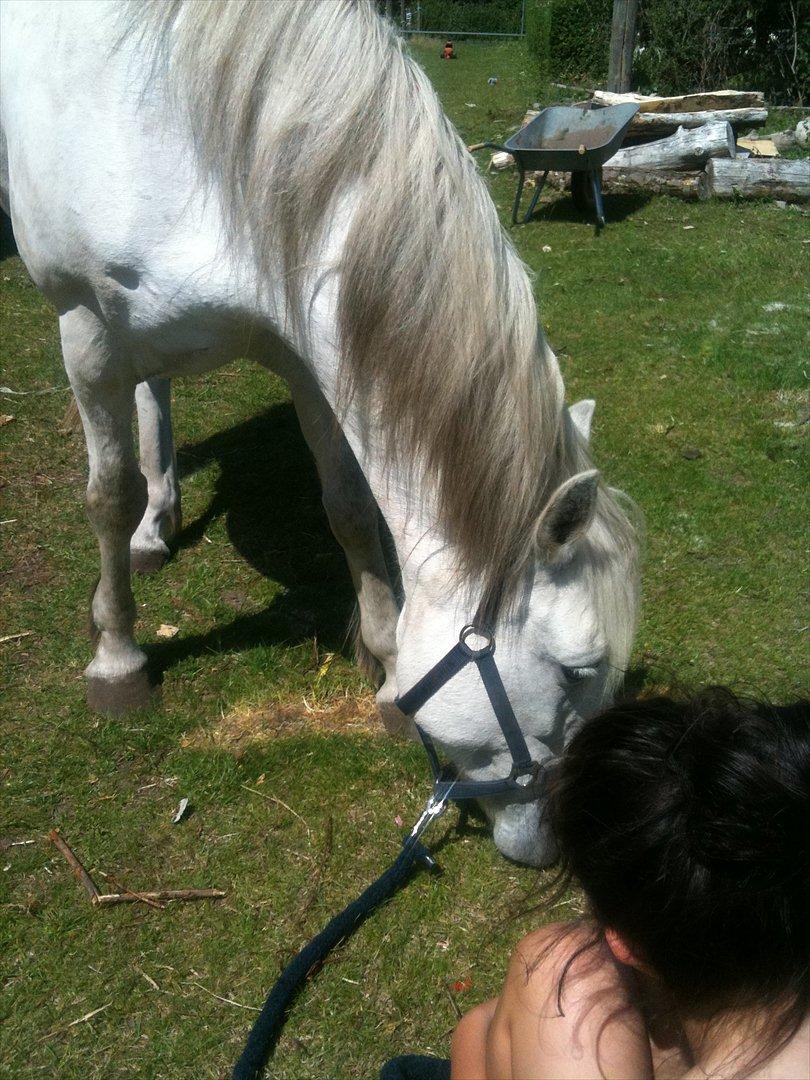 Anden særlig race Max - Solgt. - Jeg kommer til at savne dig basse. billede 14