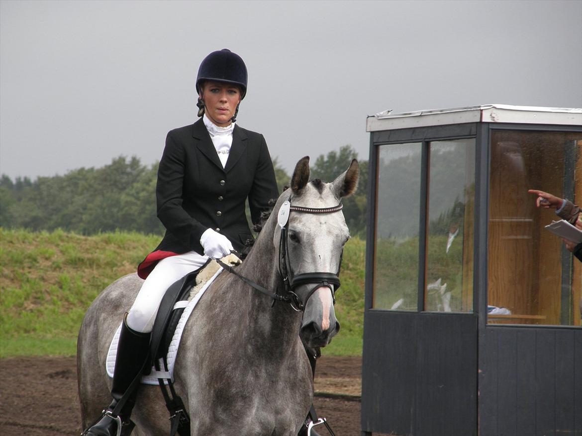 Dansk Varmblod Ghostdreamer - 4 års championat billede 11