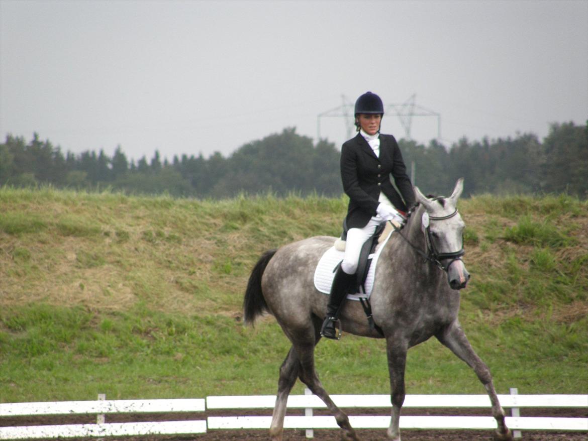 Dansk Varmblod Ghostdreamer - 4 års championat billede 5