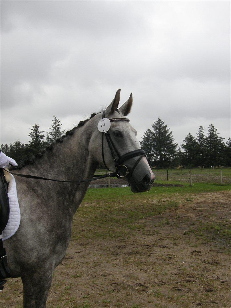 Dansk Varmblod Ghostdreamer - 4 års championat billede 14