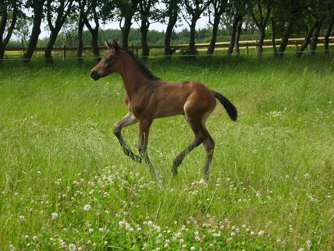 Dansk Varmblod Safran L billede 14