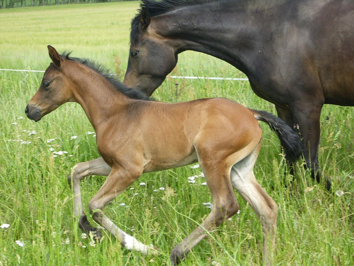 Dansk Varmblod Safran L billede 15