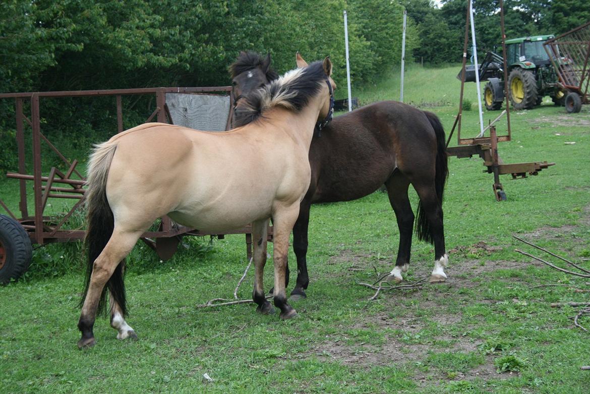 New Forest Dusty - dusty og cajsa der gnubber :* billede 6