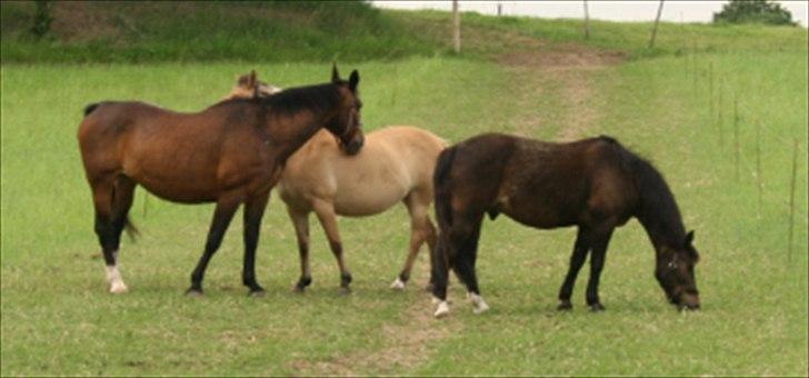 New Forest Dusty - dusty og hans fold kammerater, suni og cajsa :D billede 7
