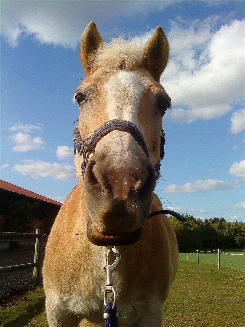 Haflinger Sally *Min Soulmate* R.I.P :'( - "Dage uden dig er som dage uden håb, men et liv uden dig vil være som et liv uden fremtid" billede 8