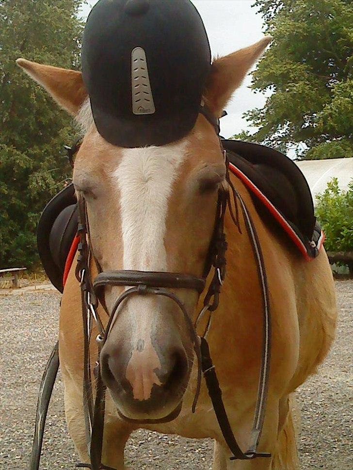 Haflinger Sally *Min Soulmate* R.I.P :'( - HIHI min søde pony!! billede 11