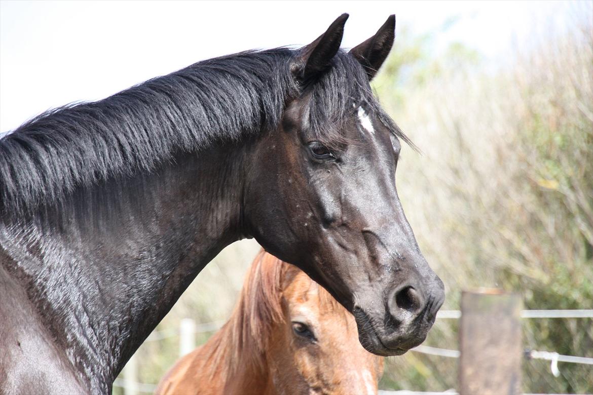 Pinto Charly The Black One Solgt billede 3