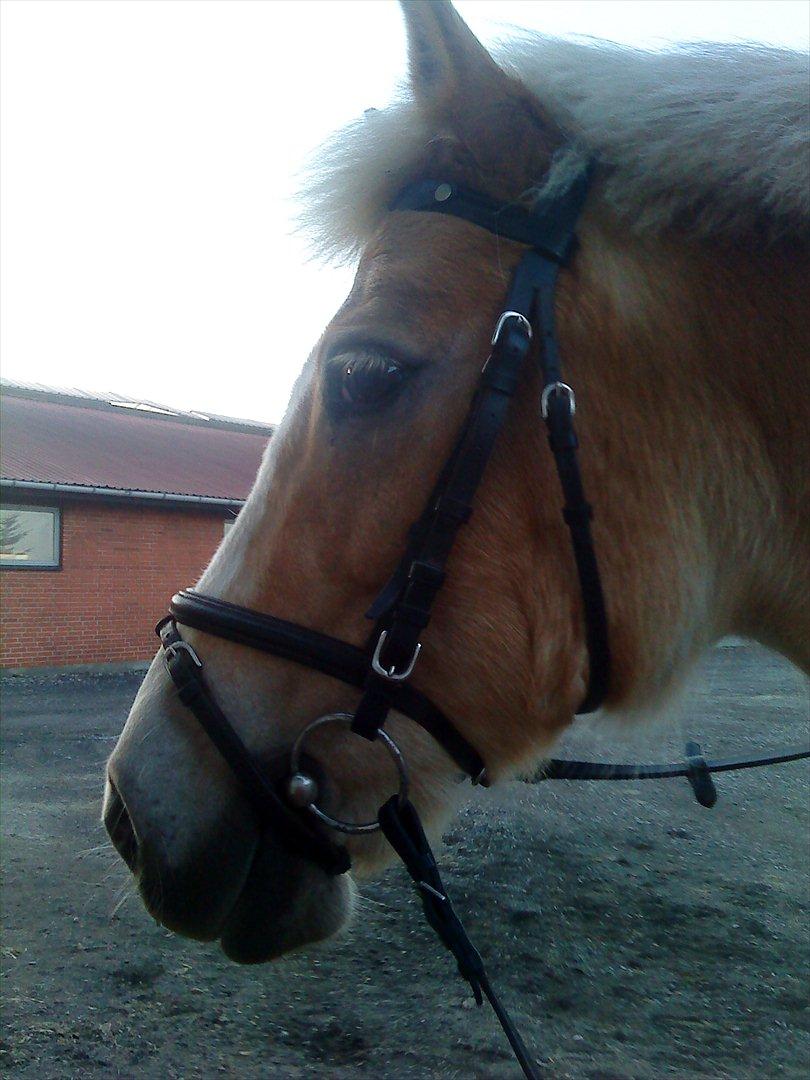 Haflinger Sally *Min Soulmate* R.I.P :'( - Sally med hoved tøj(: billede 13