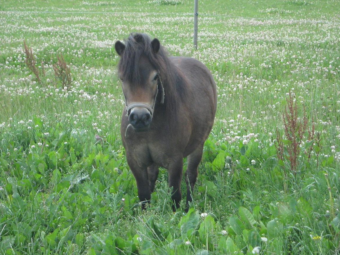 Shetlænder   **MUFFIN** billede 1