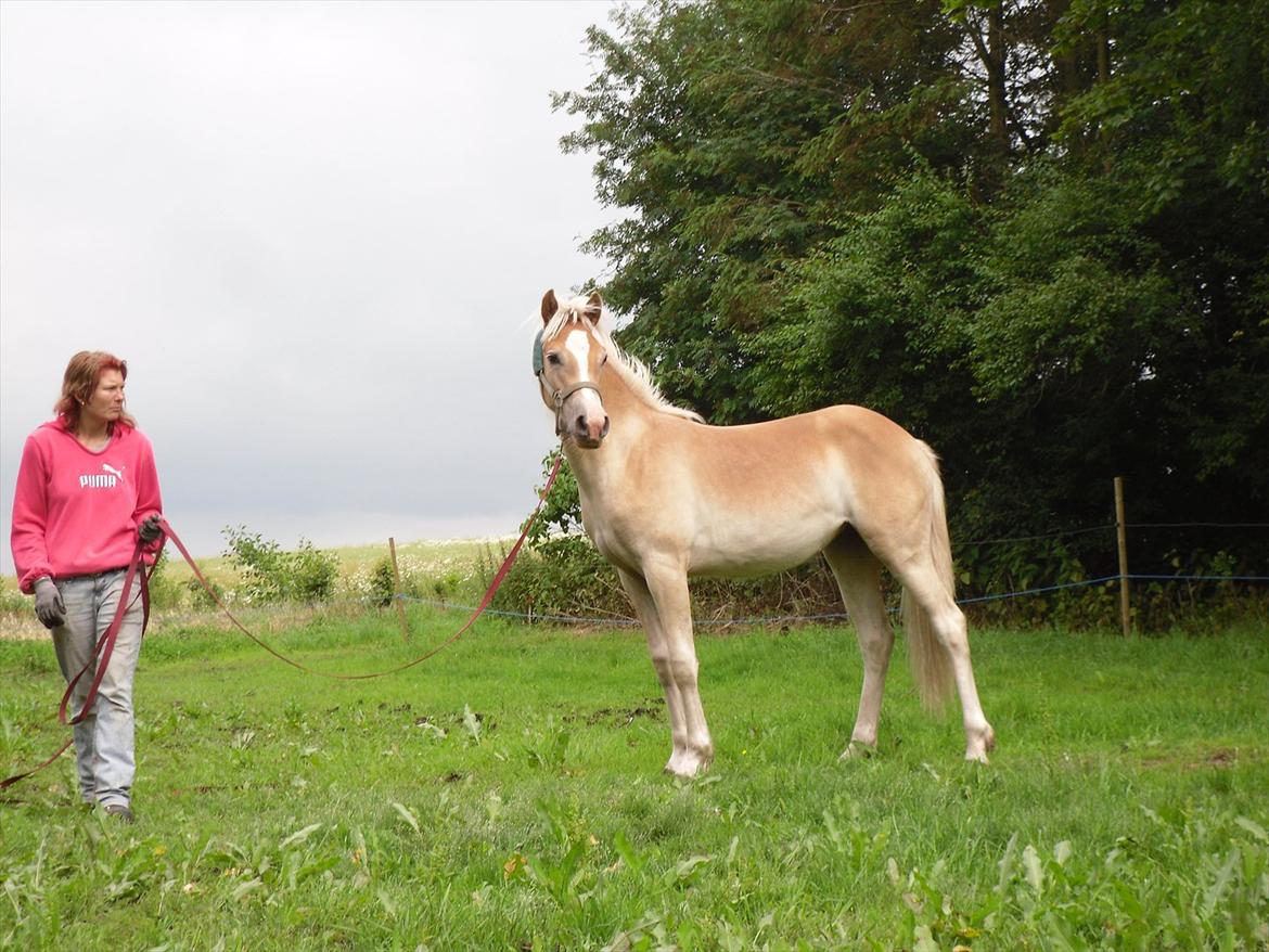 Haflinger Monroe  - Monroe 14 mdr billede 1